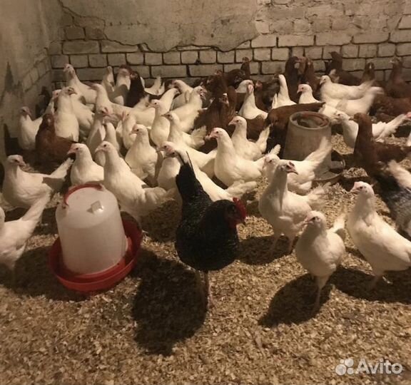 Куры несушки молодки