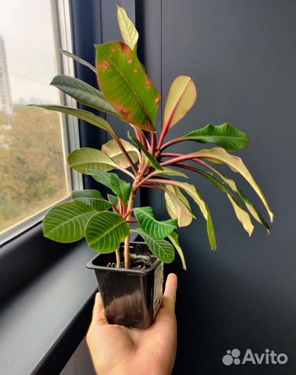 Малыши Эуфорбия