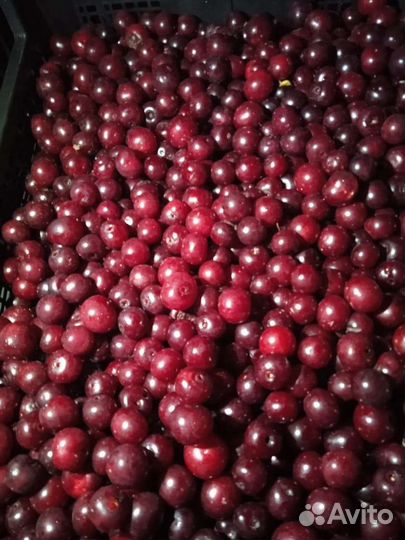 Вишня свежая