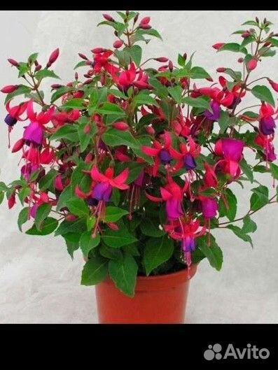 Комнатные растения