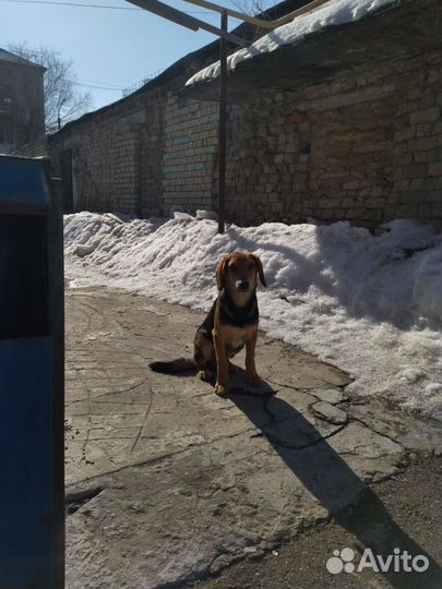 Эстонские гончие собаки