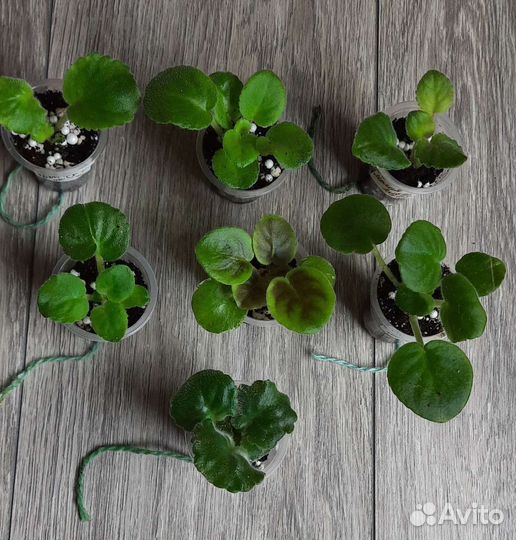 Сортовые фиалки