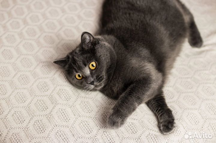 Британская кошка