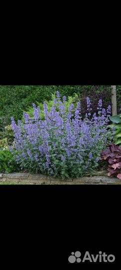 Многолетники для сада цветы