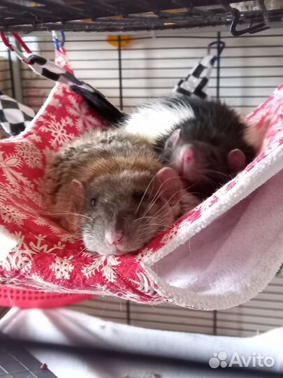 Гамаки и домики для ваших грызунов, кроликов, хорь