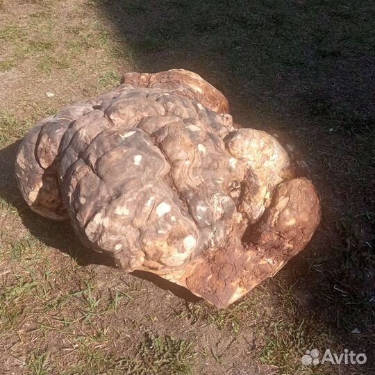 Берëзовый нарост