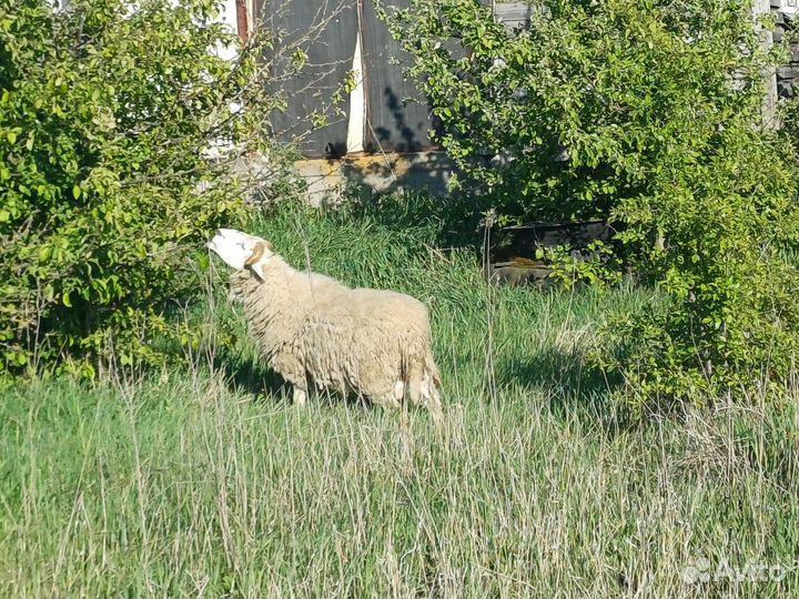 Бараны дорпер