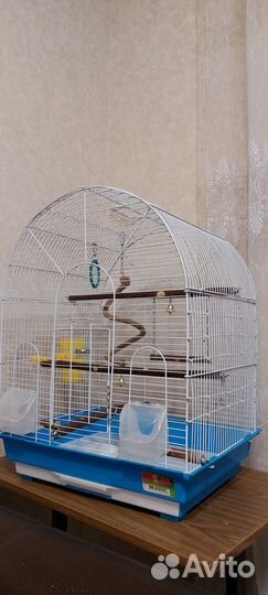 Попугай корелла птенец