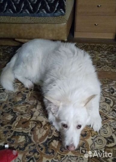 Собака вязка