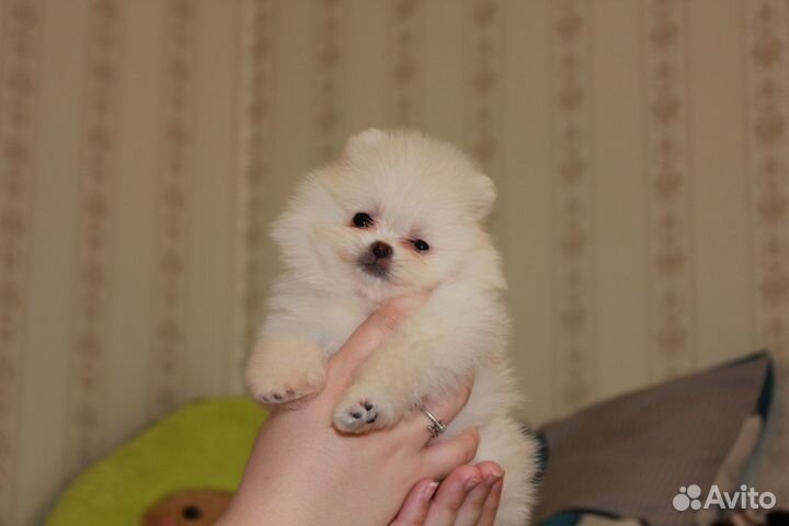 Щенки шпица