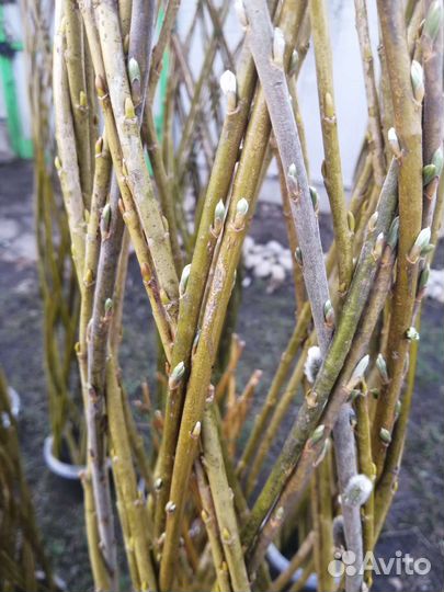 Ива плетеная