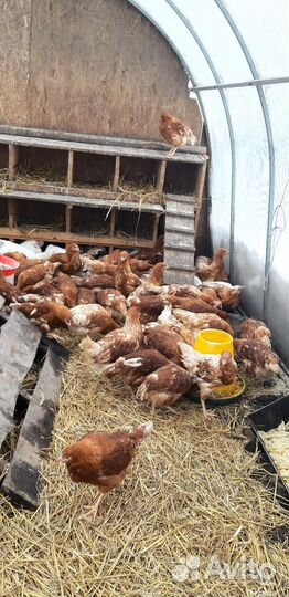 Куры, петушки