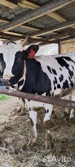 Тёлка 1,7стельная голштинской породы