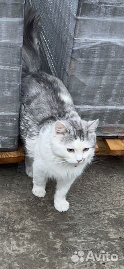Крупный кот в дар