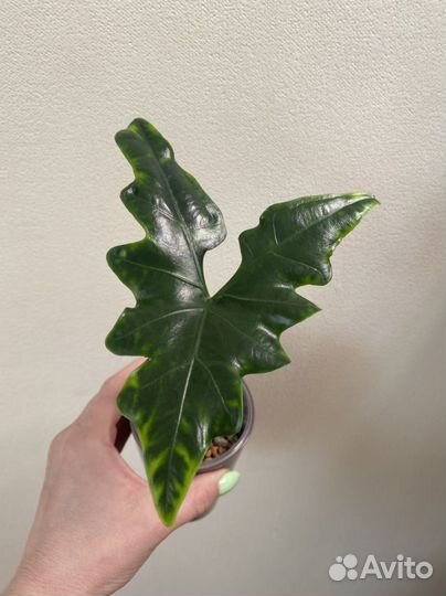 Алоказия крыло летучей мыши