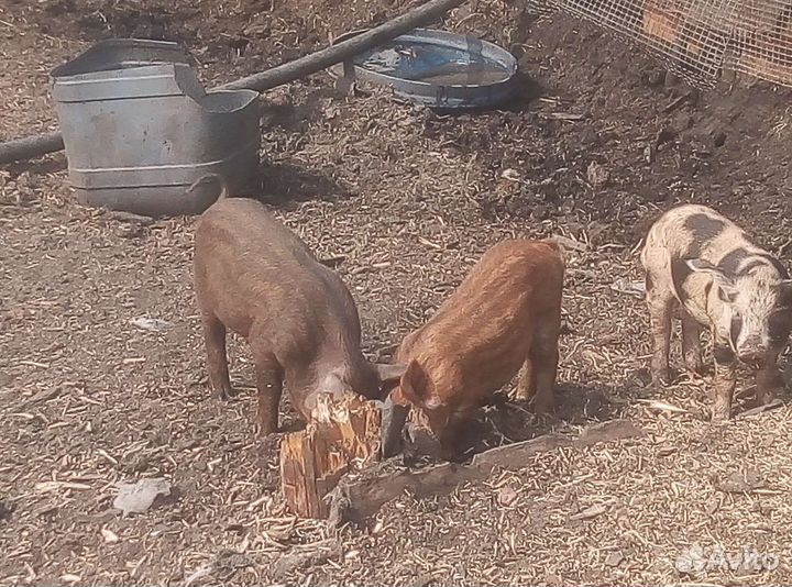 Мангалица +дикий кабан