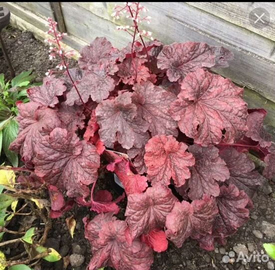 Гейхера Кажун Файер