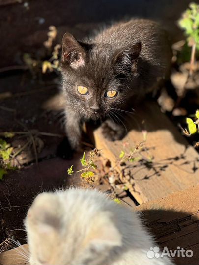 Котенок в добрые руки