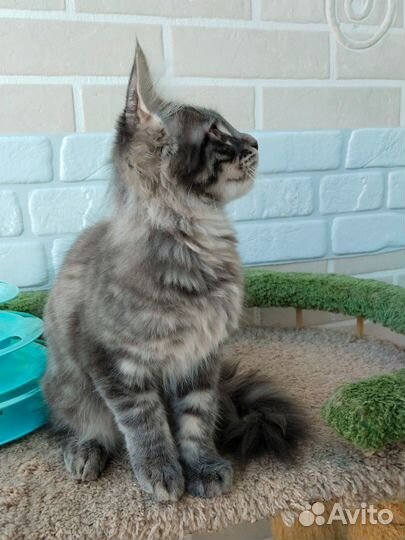 Котята мейн-кун