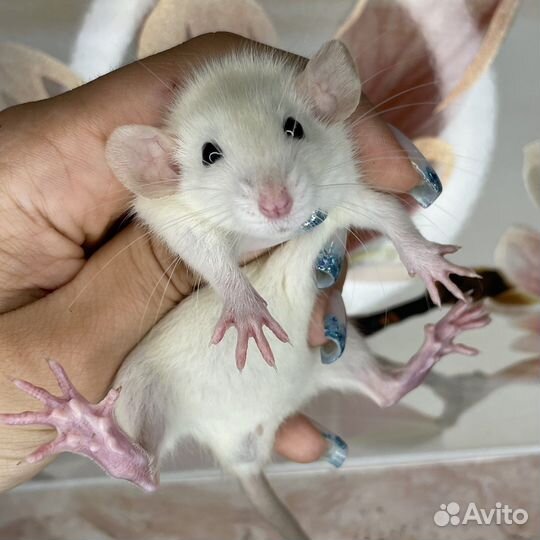 Питомник. Дамбо крысы, крысята, крыса