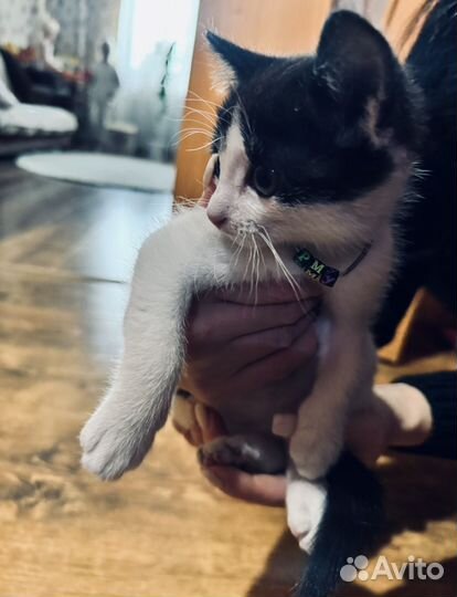 Отдам бесплатно