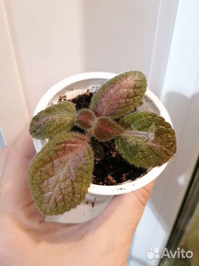 Эписция Северное сияние