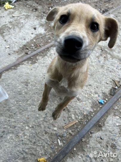 Щенок в добрые руки