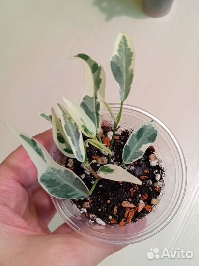 Фикус пикси