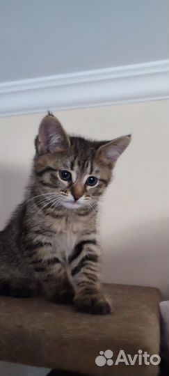 Котёнок, умная девочка, 2 месяца