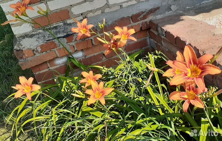 Садовые цветы