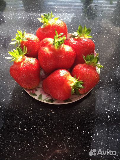 Клубника альба и клери саженцы