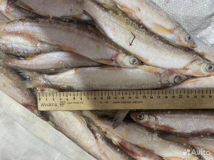 Ряпушка свежемороженная