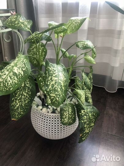 Диффенбахия