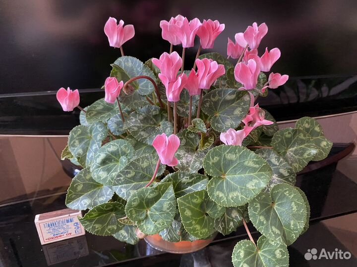 Цикламен. Бугенвиллия