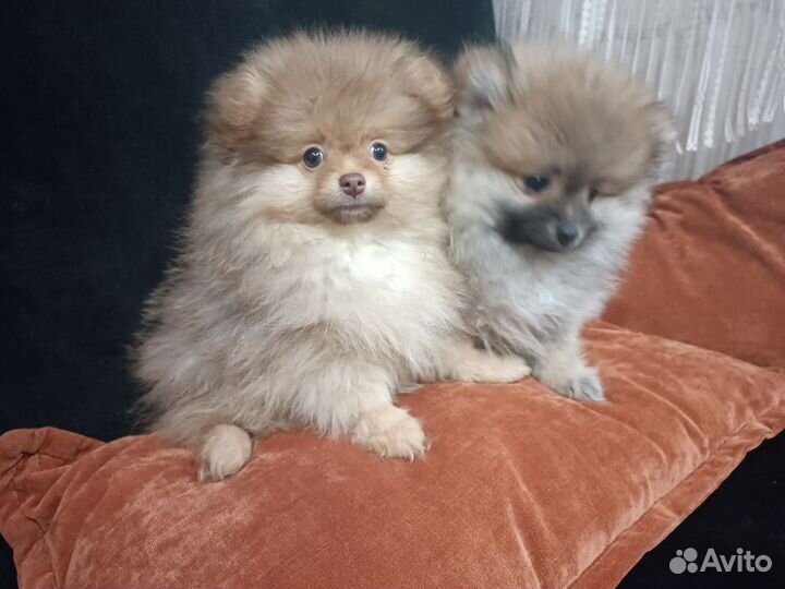 Померанский шпиц