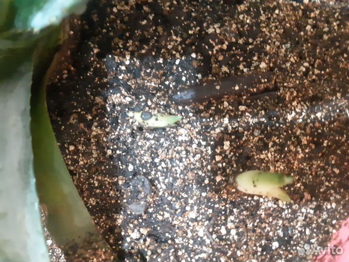 Агава голубая