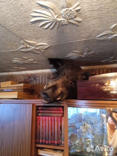 Чучело кабана