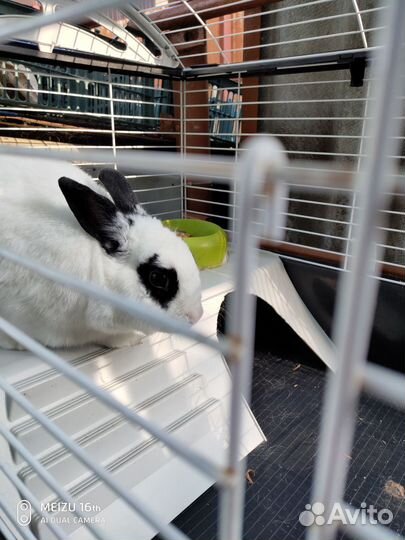 Декоративный кролик Джонник бесплатно