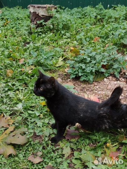 Котенок окрас 