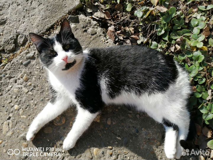 Европейская