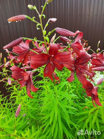 Многолетние цветы для сада