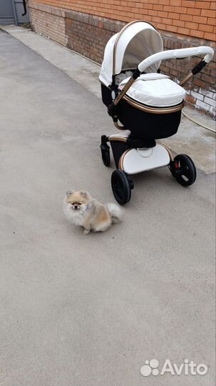 Коляска 3 в 1 Aulon max 360