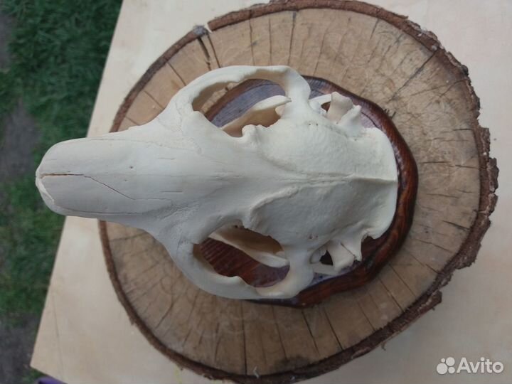 Зоологический экспонат