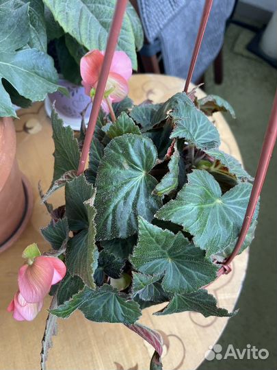 Бегония english rose