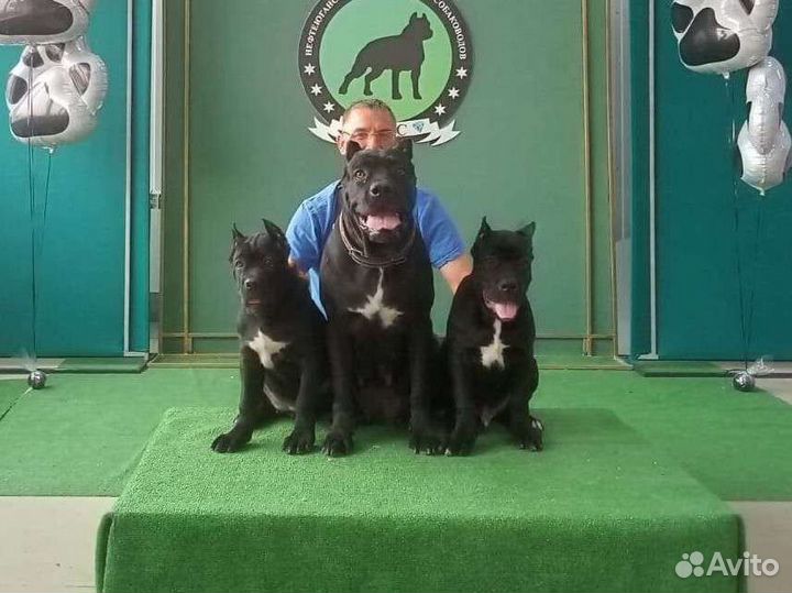 Щенки кане корсо