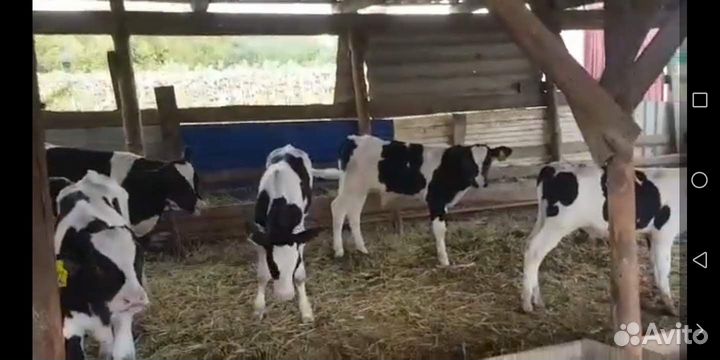 Бычки и телята