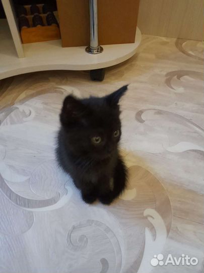 Кошка в дар бесплатно