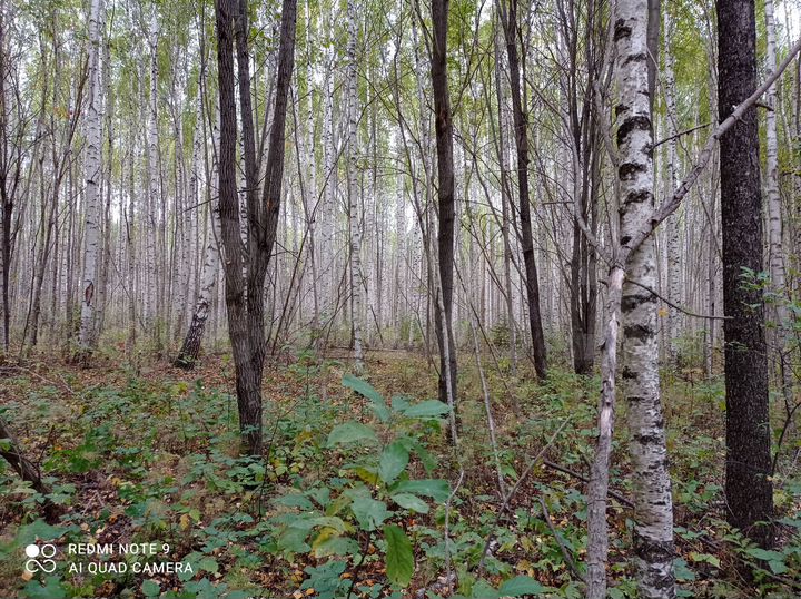 Участок 43 сот. (ИЖС)