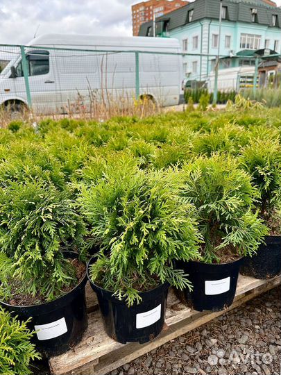 Туи, Туя Даника