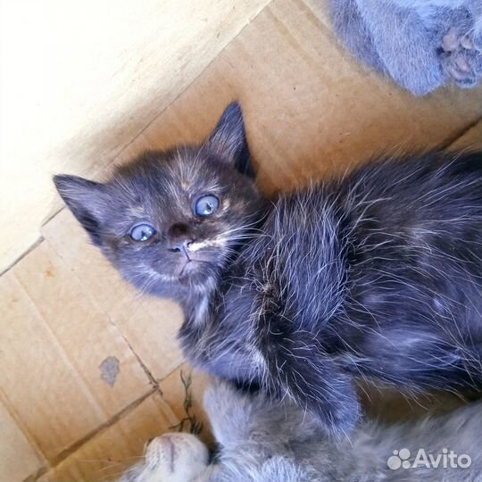 Котята отдам бесплатно